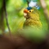 Aratinga oranzovocely - Eupsittula canicularis - Orange-fronted Parakeet o0620